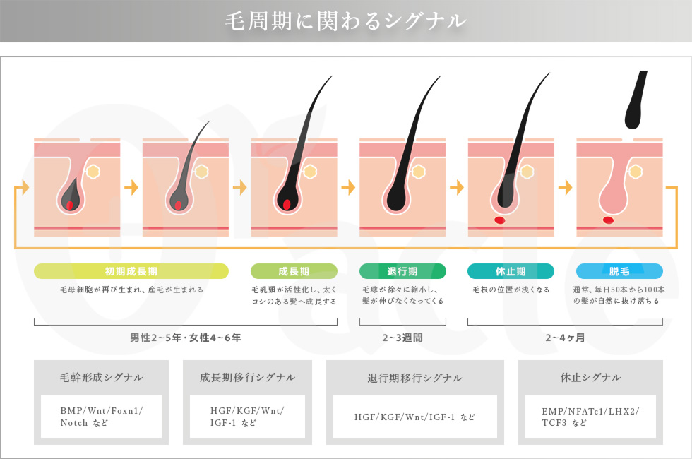 毛周期に関わるシグナル