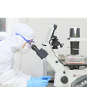 真皮線維芽細胞移植法